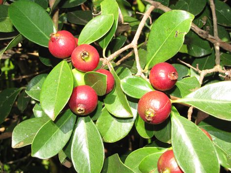 22 Different Guava Tree Varieties - ProGardenTips Guava Plant, Pineapple Guava, Guava Tree, Strawberry Guava, Guava Fruit, Guavas, Edible Seeds, Spring Tree, Harvest Time