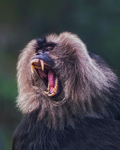 BBC Earth on Instagram: “Friend: Are you a morning person?⁣⁣ Me: ⁣⁣ ⁣⁣ #EarthCapture by @pranavdev_singh⁣⁣ ⁣⁣ The lion-tailed macaque stores its food in cheek…” Indian Monkey, Tiger Species, Monkey Species, Macaque Monkey, Types Of Monkeys, Buddha Tattoo Design, Bbc Earth, Ape Monkey, Western Ghats