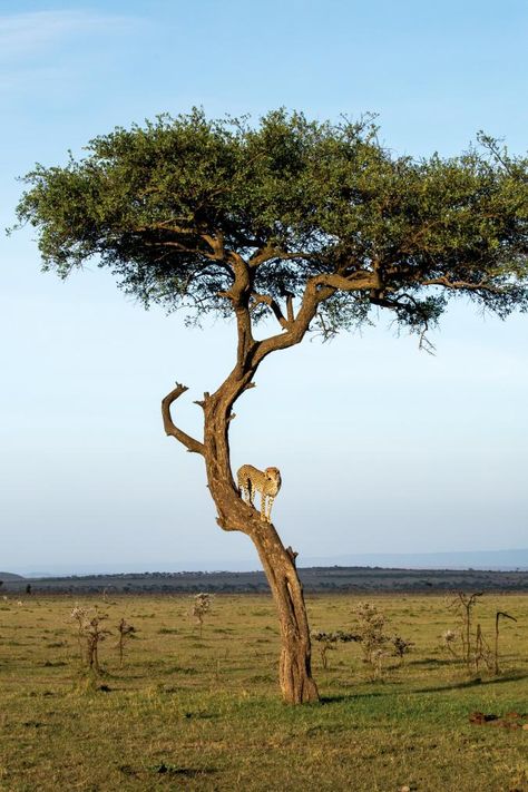 Savannah Grasslands, Savanna Tree, Safari Tree, Africa Trees, Savanna Animals, Desert Trees, Bonsai Soil, Save Wildlife, Protect Nature