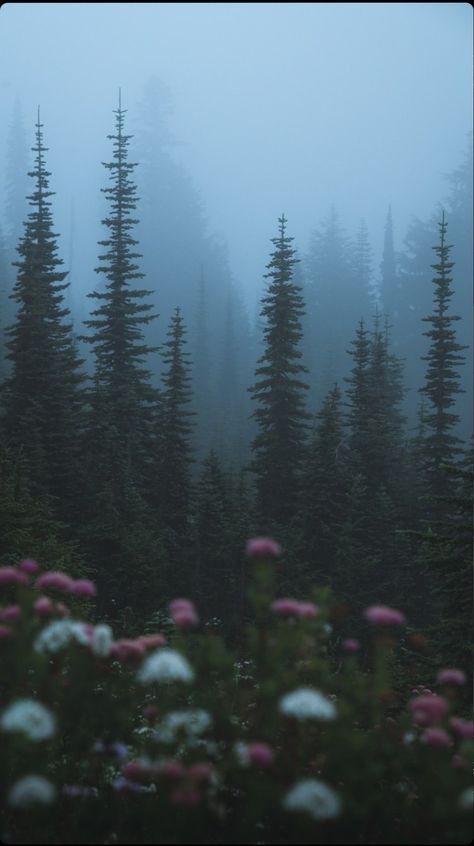 Pnw Forest, Pnw Aesthetic, 숲 사진, Dark Forest Aesthetic, Foggy Forest, Dark Nature Aesthetic, Dark Cottagecore, Misty Forest, Pretty Landscapes