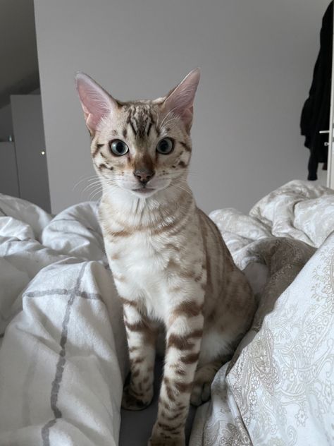 Snow Mink Bengal Cat, Snow Lynx Bengal, Snow Bengal Cat, Snow Bengal, Cute Hairless Cat, Curly Cat, Cat Sanctuary, Dream's Cat, Bengal Kitten