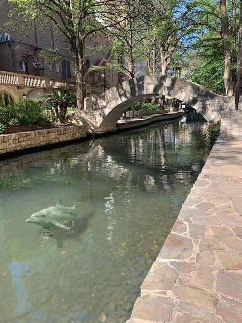 Such a beautiful thing when the dolphins return to the San Antonio Riverwalk each spring, y'all!�🐬 San Antonio Aesthetic, Triangulum Galaxy, River Aesthetic, Texas Swimming Holes, San Antonio Riverwalk, Stone City, San Antonio River, Dangerous Love, The Dolphins