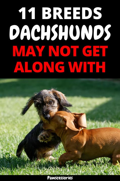 In this post you’ll discover how your dachshund might interact with 11 different popular breeds, how they’ll get along with animals outside of dogs as well as 5 tips to easily help your dachshund get along with other dogs. Tip #1 is the most important and #5 is easily the most undervalued! Longhair Dachshund Puppy, Winner Dogs Dachshund, Weenie Dogs Funny, Dachshund Bed, Dachshund Facts, Piebald Dachshund, Daschund Dog, Daschund Puppies, Dapple Dachshund Puppy