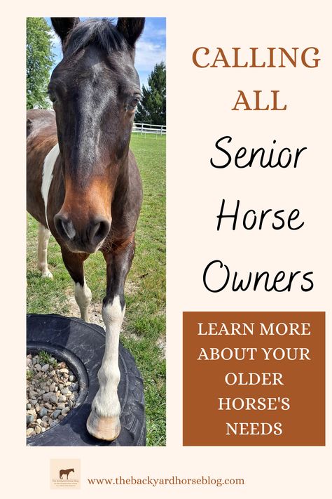 Senior Horse Care, Horse Outfits, Horse Ownership, Horseback Riding Tips, Buy A Horse, Horse Information, Eight Ball, Horse Care Tips, Horse Things