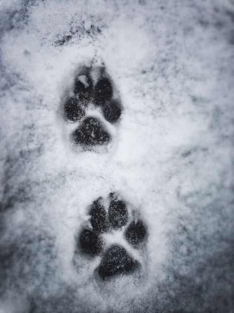 Wolf Paws, Werewolf Aesthetic, Shadow Wolf, Wolf Tattoo Sleeve, Wolf Paw, Winter Wolves, Wolf Stuff, Wolf Photos, Wolf Spirit Animal