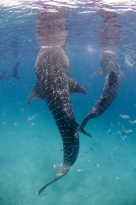 Swimming with whale sharks in #Holbox! See my @visitmex #Mexico itinerary: Swimming With Whale Sharks, Whale Sharks, Baby Whale, African Cichlids, Underwater Creatures, Whale Shark, Ocean Creatures, Marine Animals, Ocean Animals