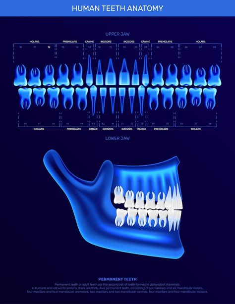 Teeth Anatomy, Teeth Illustration, Tooth Icon, X-ray Images, Tooth Chart, Human Teeth, Neon Color, X Ray, Vector Photo