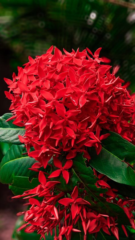 Ixora Flower Ixora Flower, Flowers Marigold, Indian Jasmine, Front Yard Landscaping Pictures, Smart Garden, Good Morning Beautiful Quotes, Nothing But Flowers, Wallpaper Nature Flowers, Wallpaper Nature