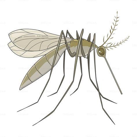 Anopheles mosquito insect vector Mosquito Painting, Mosquito Illustration, Anopheles Mosquito, Mosquito Drawing, Art Insects, Natural Mosquito Repellant, Concept Map, Flying Insects, Hybrid Design