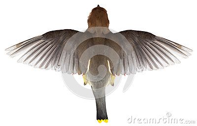 Flying Bird, Top View of Flight, WIngs,  by Wisconsinart, via Dreamstime Bird Top View, Flight Wings, Bird Tattoo Back, Bird Tattoo Wrist, Small Bird Tattoo, Kid Ink, Bird Flying, Bird Graphic, Diy Bird Feeder