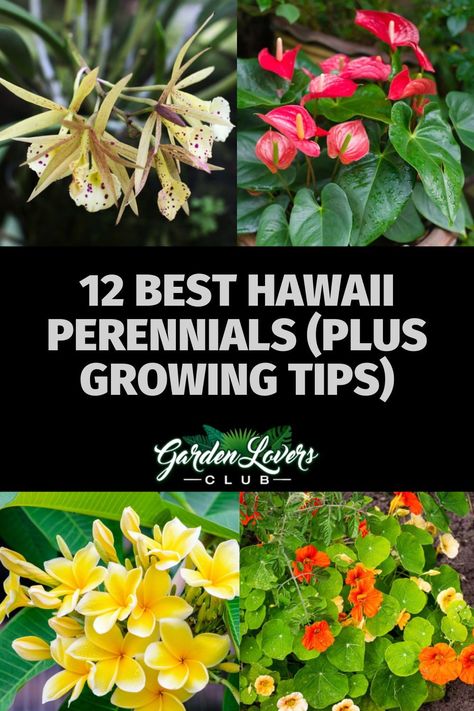 Hawaiian Plants Tropical Gardens, Gardening In Hawaii, Hawaii Gardening, Hawaii Landscape Yard, Tropical Plant Landscaping, Hawaii Landscaping, Native Hawaiian Plants, Hawaii Plants, Best Perennials For Shade