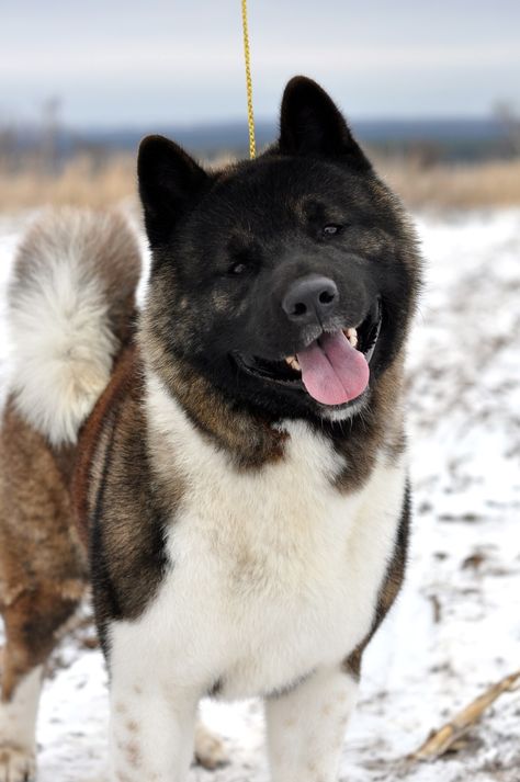 American Akita Dog, Dog Types, Spitz Breeds, Japanese Akita, Akita Puppies, American Akita, American Dog, Akita Inu, Japanese Dogs