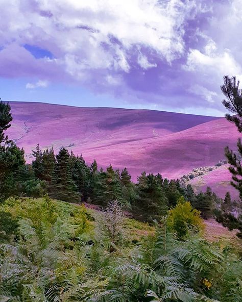 Scotland Aesthetic, Heather Hills, Scottish Heather, Scotland History, Fairytale House, Landscape Inspiration, Bonnie Scotland, Pink Castle, Picture Inspiration