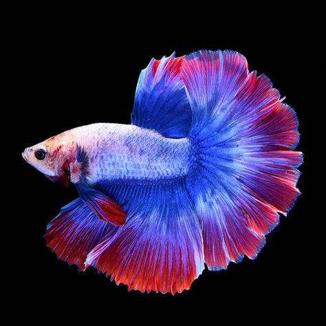 Betta fish😍 Betta fish, also known as Siamese fighting fish, are renowned for their vibrant colors and flowing fins. These small, tropical freshwater fish make mesmerizing additions to aquariums. With their graceful movements and unique personalities, Betta fish have become popular pets among aquatic enthusiasts. Careful attention to water quality and a balanced diet are crucial for their health and well-being.😍 Betta Fish Photo, Takato Yamamoto, Tropical Fish Aquarium, Tropical Freshwater Fish, Betta Fish Care, Brine Shrimp, Freshwater Aquarium Fish, Home Aquarium, Halfmoon Betta