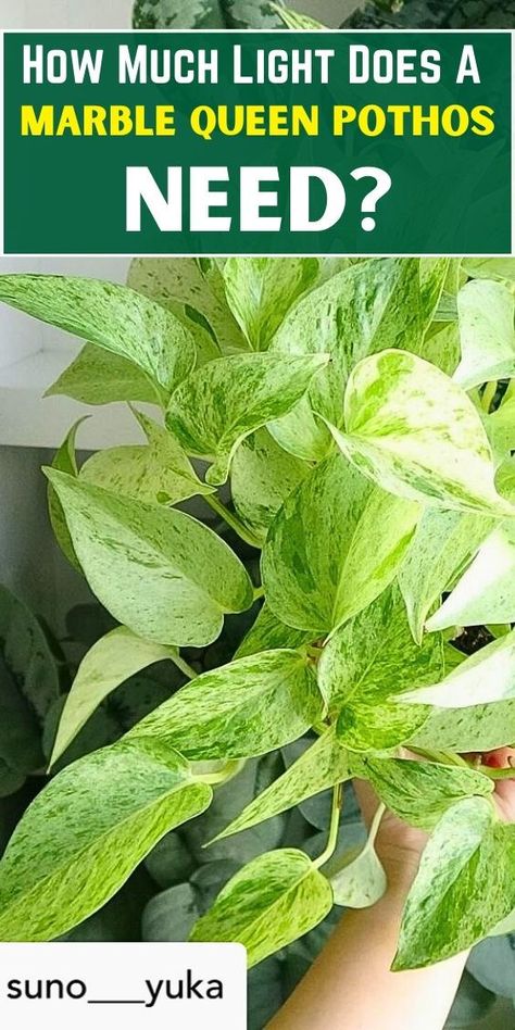 """Discover the ideal lighting conditions for Marble Queen Pothos with this helpful guide. Learn how to care for your indoor houseplant and ensure it thrives in the right amount of light. Find tips and tricks for keeping your Marble Queen Pothos healthy and vibrant.""" Philodendron Moonlight, Marble Queen, Marble Queen Pothos, Indoor Jungle, Low Maintenance Plants, Green Plants, Hanging Plants, Plant Decor, Low Maintenance