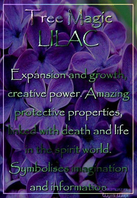 Ancient Witchcraft, Herbal Guide, Witch School, Magickal Herbs, Witch Herbs, Tree Identification, Spiritual Animal, Tree Magic, Witch Garden