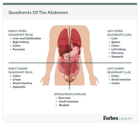 Quadrants Of The Abdomen, Lower Abdominal Pain, Large Bowel, Medical Study, Medical Words, Study Essentials, Lower Abdomen, Medical Studies, Pelvic Pain