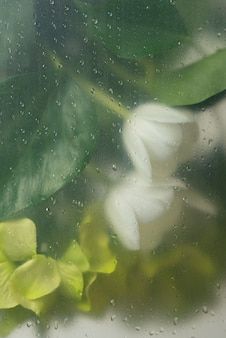 Wet Flowers Behind Glass Wallpaper, Wet Glass Flower Wallpaper, Blurry Mist Flowers Wallpaper, Flowers Through Condensed Glass Wallpaper, Rainy Flowers Wallpaper, Water Drop Flowers Wallpaper, Rainy Spring Wallpaper, Flower Behind Glass Wallpaper, Flower Under Glass Wallpaper