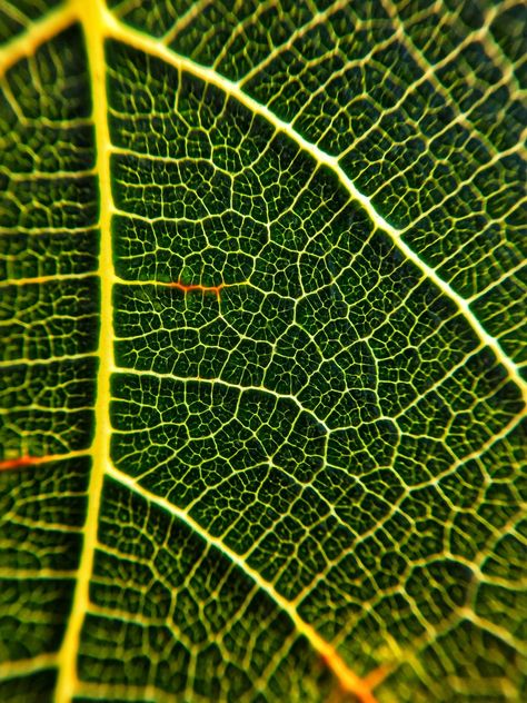 Plant Macro Photography, Leaf Macro Photography, Macro Aesthetic, Super Macro Photography, Macro Wallpaper, Abstract Macro Photography, Macro Nature Photography, Creative Macro Photography, Macro Photography Abstract