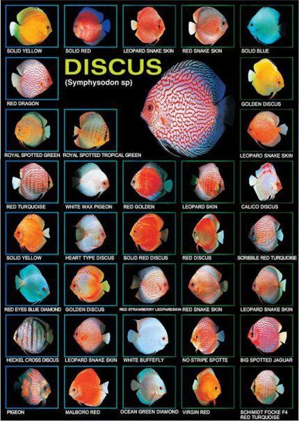 Types of Discus Fish | Email This BlogThis! Share to Twitter Share to Facebook Aquarium Infographic, Discus Aquarium, Fish Types, Ikan Air Tawar, Betta Fish Types, Tropical Fish Aquarium, Tropical Freshwater Fish, Aquarium Terrarium, Fresh Water Fish Tank