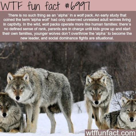 Facts About Wolves, Animal Families, Dog Anatomy, Wolf Stuff, Wolf Quotes, Kingdom Animalia, Crazy Facts, She Wolf, Wolf Pictures