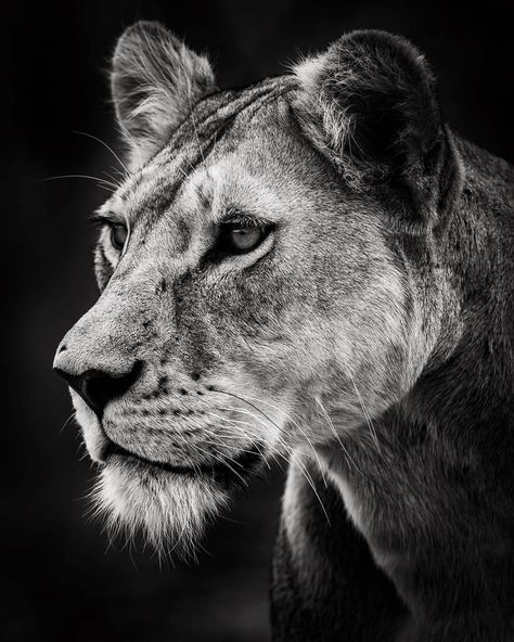 Female Lion Photography, Lioness Photography, Oscar Akermo, Lioness Images, Lioness Tattoo Design, Big Cat Tattoo, Lion Lioness, Black And White Wallpaper Iphone, Sketch Reference