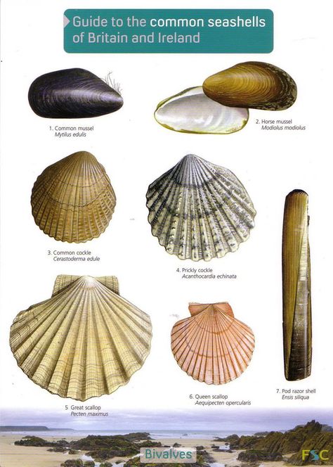 Types Of Seashells, Seashell Identification, Types Of Shells, Coastal Birds, Molluscs, Beach Room, Rocky Shore, Animal Groups, Rock Pools