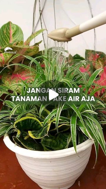 𝗣𝗹𝗮𝗻𝘁𝗲𝗿𝗶𝗮.𝗶𝗱 | 𝗨𝗿𝗯𝗮𝗻 𝗙𝗮𝗿𝗺𝗶𝗻𝗴 𝗦𝗼𝗹𝘂𝘁𝗶𝗼𝗻 on Instagram: ".
Jangan siram tanaman pake air biasa aja ya…
Baiknya mending dicampurkan sesuatu hehehe
Simak videonya yaaa

#planteria #tanamanhias #tehtawar #siramtanaman #pupukdiy #sisamakanan" Tanaman Air, Urban Farming, Orchids, Audio, Instagram