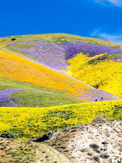 California Super Bloom, California Superbloom, Singapore Landscape, Carrizo Plain, Glacier National Park Wildflowers, Clover Blooms In The Fields, River Restaurant, Growing Citrus, Carlsbad Flower Fields