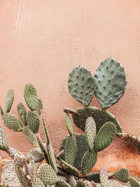 Rust And Green Aesthetic, Puglia Garden, Wall Records, Aesthetic Cactus, Brown Cactus, Cactus Aesthetic, Cactus Backgrounds, Cactus Images, Boho Cactus