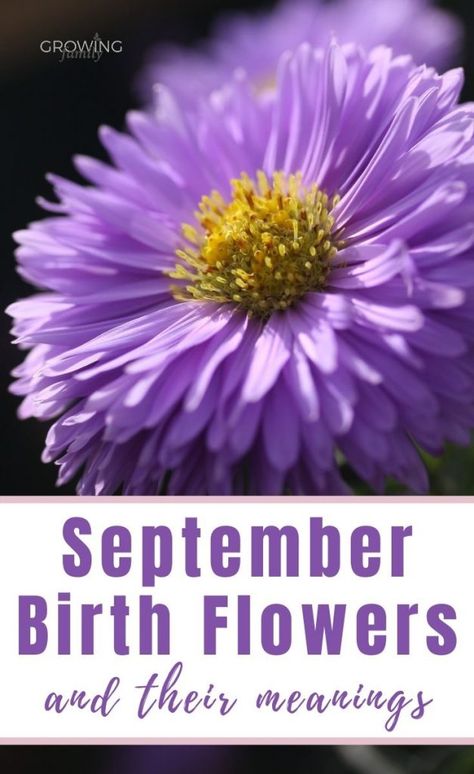 Every month has a birth flower, each with it's own special meaning. Here we take a look at the September birth flower - Aster and Morning Glory. Birth Month Flower September, Morning Glory Tattoo Meaning, September Birth Flower Tattoo Aster And Morning Glory, Morning Glory And Aster Tattoo, Aster And Morning Glory Flower Tattoo, September Birth Flower Tattoo Aster, Aster And Morning Glory Tattoo, September Birth Flower Aster, Aster And Morning Glory