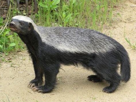 Cute Honey Badger, Badger Images, Animal Cutouts, Wolf Images, Africa Wildlife, Animal Portraits Art, Petting Zoo, Honey Badger, Awesome Animals