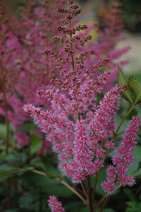 Astilbe Chinensis, False Spirea, Garden Border Edging, Shade Garden Plants, Alpine Garden, Full Size Photo, Dappled Light, Outdoor Pots, Herbaceous Perennials