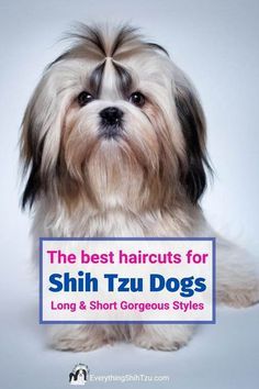 Shitzu Haircuts, Shitzu Dogs Haircuts, Shih Tzu Grooming Styles, Shih Tzu Hair Styles, Dog Grooming Shih Tzu, Shih Tzu Puppy Cut, Puppy Haircut, Puppy Life, Shih Tzu Haircuts