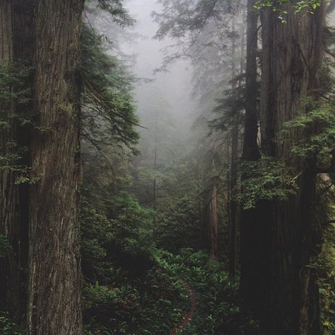 A small trail leads into the foggy Del Norte forest. by kevinrussmobile, via Flickr Mt Kilimanjaro, Dark Naturalism, Arte Indie, Going Places, Edward Cullen, Nature Landscape, Dark Forest, Nature Aesthetic, Enchanted Forest