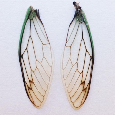 Cicada wings Cicada Wings, Bug Tattoo, Insect Wings, Fairycore Aesthetic, Wing Tattoo, Fairy Tattoo, Wings Tattoo, Insect Art, Bugs And Insects