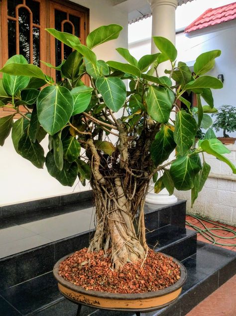 Banyan Bonsai, Banyan Tree Bonsai, Money Tree Bonsai, Ficus Benghalensis, Bonsai Ficus, Ficus Microcarpa, Jade Tree, Ficus Benjamina, Indoor Bonsai Tree