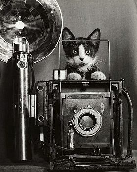 Kitty loves the camera! Cat Camera, Image Chat, Old Cameras, History Of Photography, Old Camera, Foto Art, Vintage Cameras, Vintage Cat, Cats Meow