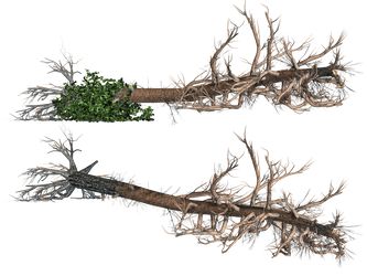 Fallen Tree Drawing, Forest Sketch, Epping Forest, Fallen Tree, Tree Sketches, Model Train Scenery, Tree Png, Background Transparent, Fantasy House