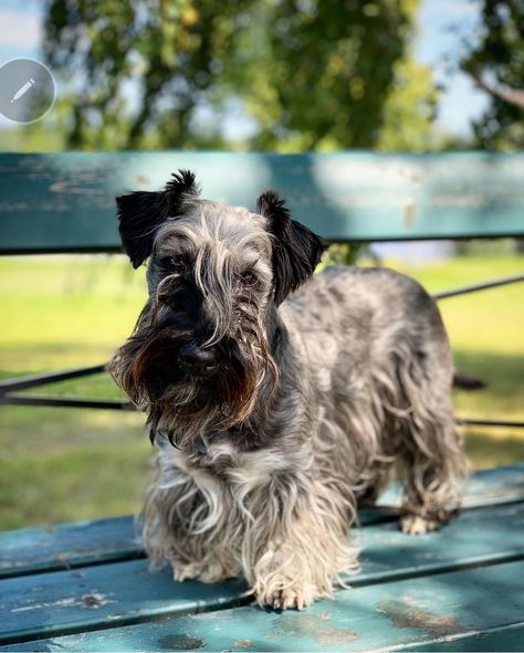 Cesky Terrier, Every Dog Breed, Animal References, Dog Breeds, Bugs, Dogs, Animals, Bugs And Insects