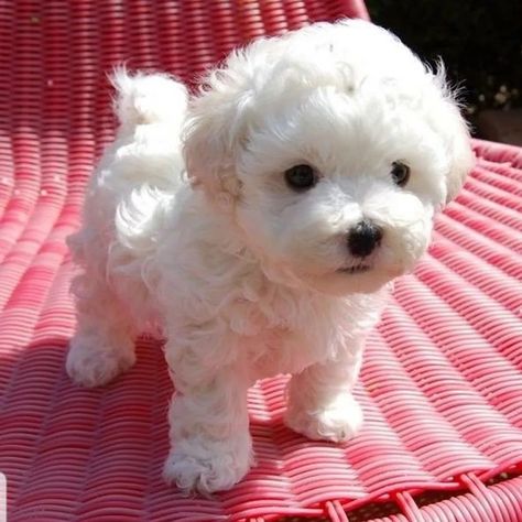 Bichon Shitzu Puppies, Maltipoo Haircut Styles, Maltese Dogs Haircuts, Maltese Haircut, Bolognese Dog, Puppy Maltese, Bichon Frise Puppy, Beautiful Puppies