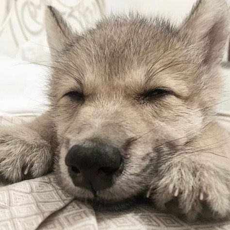 Wolf Icon, Dog Poetry, Wolf Husky, Baby Wolf, Wolf Pup, Warrior Cats Art, Wolf Pictures, Beautiful Wolves, Pretty Dogs