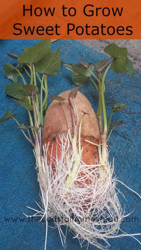 Grow Sweet Potatoes, Plantarea Legumelor, Gemüseanbau In Kübeln, Sweet Potato Slips, Regrow Vegetables, Sweet Potato Plant, Growing Sweet Potatoes, Growing Veggies, Growing Potatoes