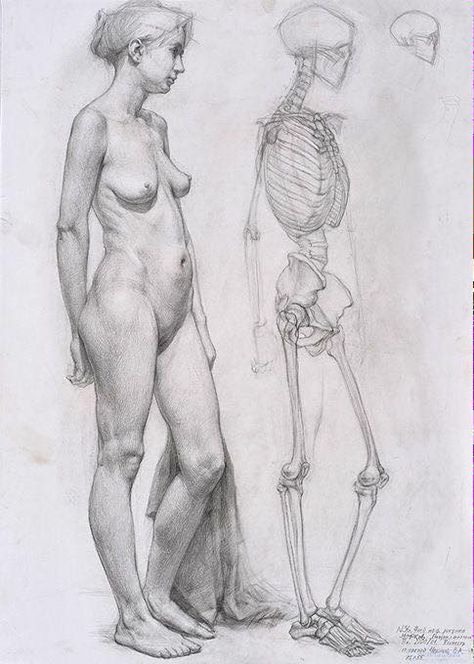 Human Anatomy Drawing, Human Figure Drawing, Human Anatomy Art, Anatomy Sketches, Anatomy Poses, Anatomy For Artists, Figure Sketching, Body Anatomy, Arte Inspo