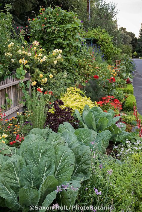 Streetside ornamental vegetable garden border; Rosalind Creasy's northern California organic ornamental edible landscaping small space front yard garden California Landscaping, Small Front Yard Landscaping, Potager Garden, Edible Landscaping, Veg Garden, Have Inspiration, Vegetable Garden Design, Front Yard Garden, Landscaping Design