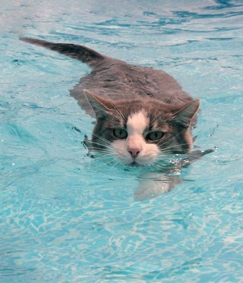 This is a very dangerous scenario. If that kitty went under the pool cover the owners would never know until they took the cover off. Don’t let your kitties play around the swimming pool, it’s just not safe. Cat Swimming, Swimming Cats, Funny Cat Names, Bengal Cats, Cat Quotes Funny, Cat Pose, Cat Facts, Warrior Cat, Bengal Cat