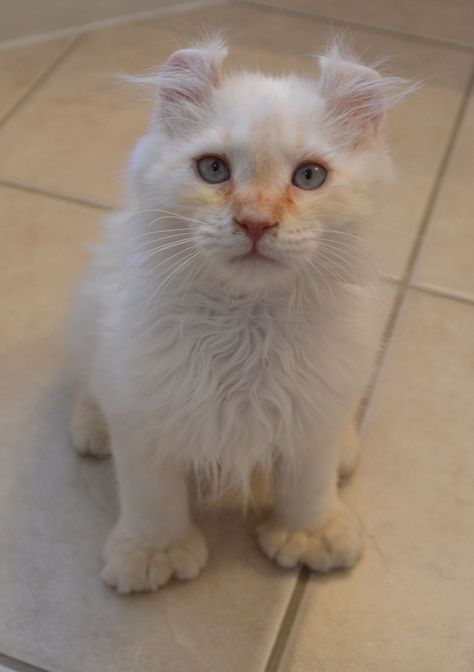 my Highlander Lynx cat, Gunner reminds me of a lion - the "muzzle" I think... Reallly cuuuute!!! Highlander Cat, Hemingway Cats, Lynx Cat, Polydactyl Cat, American Curl, Exotic Cats, House Cat, Lion Face, Domestic Cat