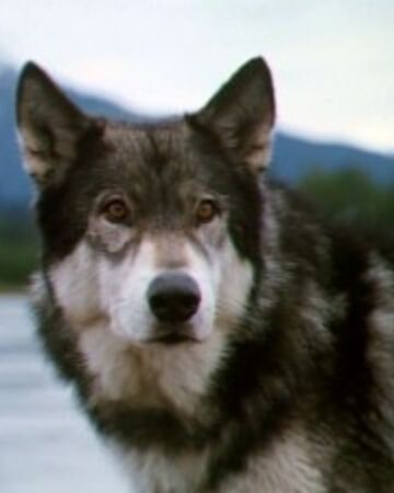 White Fang Movie, White Fang, Wolf Tattoos Men, Wolf Dogs, Sled Dogs, Malamute Dog, Ugly Dogs, Tattoos Men, Famous Dogs