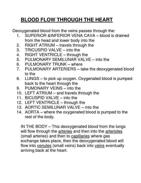 Blood Flow Through The Heart, Psalms 139, Nursing Information, Cardiac Nursing, Nursing School Survival, Nursing School Studying, Nursing School Tips, Medical School Studying, Nursing School Notes