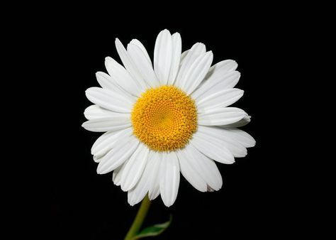 April Birth Flower: Daisy and Sweet Pea - Avas Flowers Types Of Daisies, Yellow Daisy Flower, April Birth Flower, Daisy Wallpaper, Flower Close Up, Photos Of Eyes, Bloom Blossom, Close Up Photography, Botanical Flowers